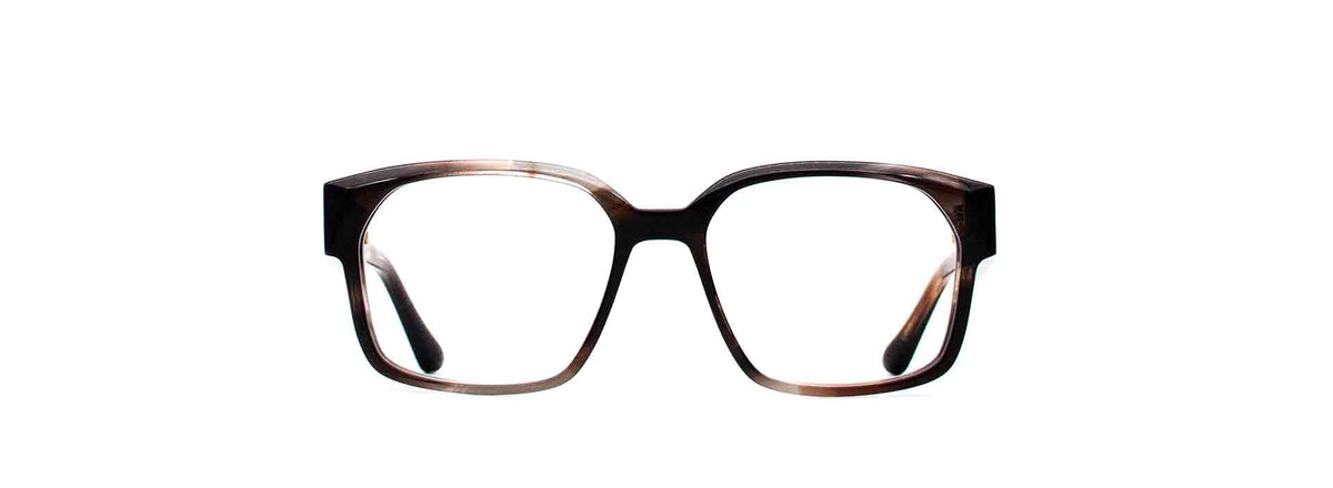 Stripped Grey Tortoise